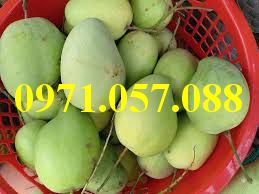 Cây giống xoài tứ quý